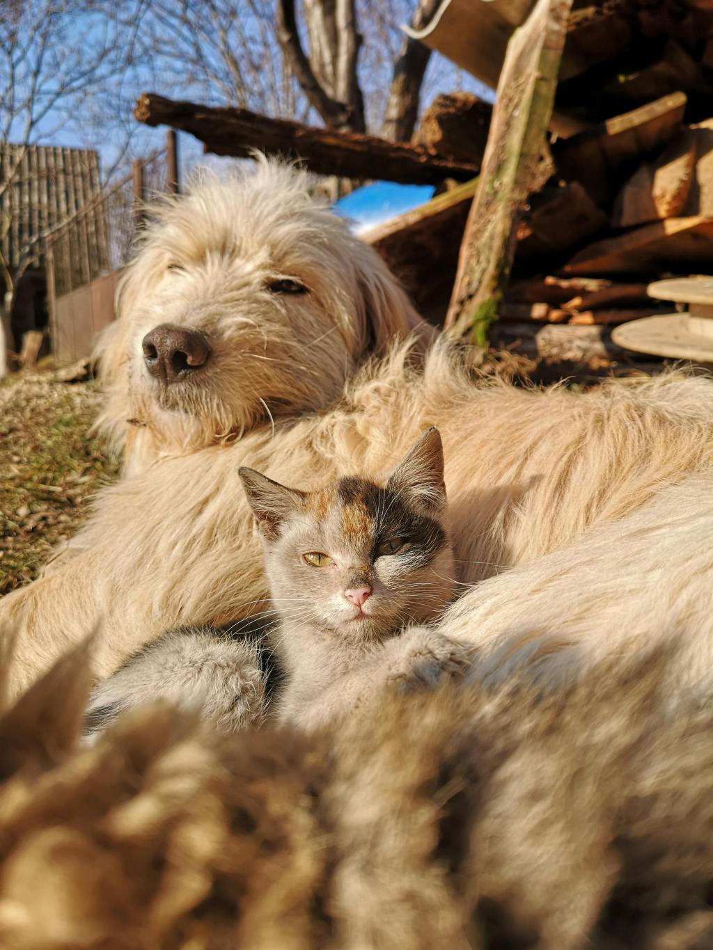 Cat & Dog: A Tail of Unexpected Friendship